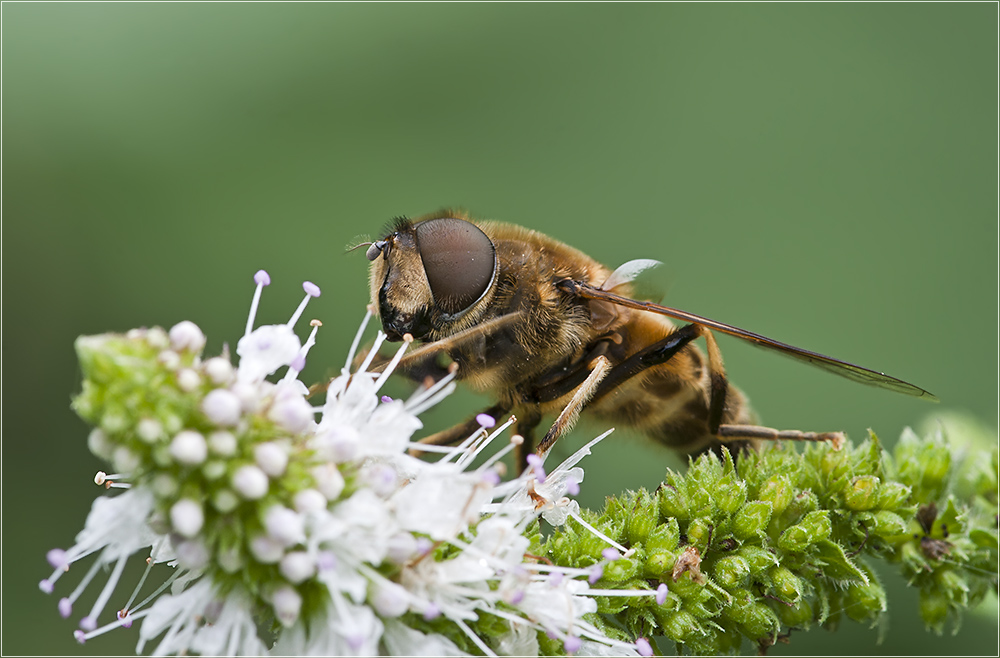 Schwebfliege