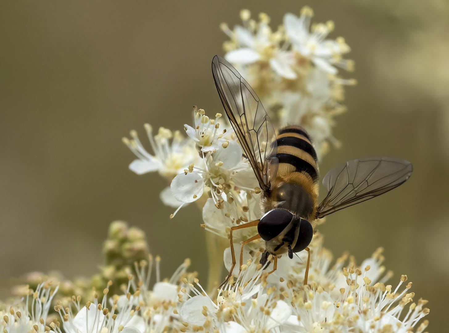 Schwebfliege