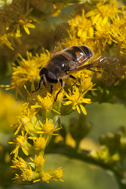 Schwebfliege