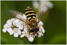 Schwebfliege von Penny Deckel 