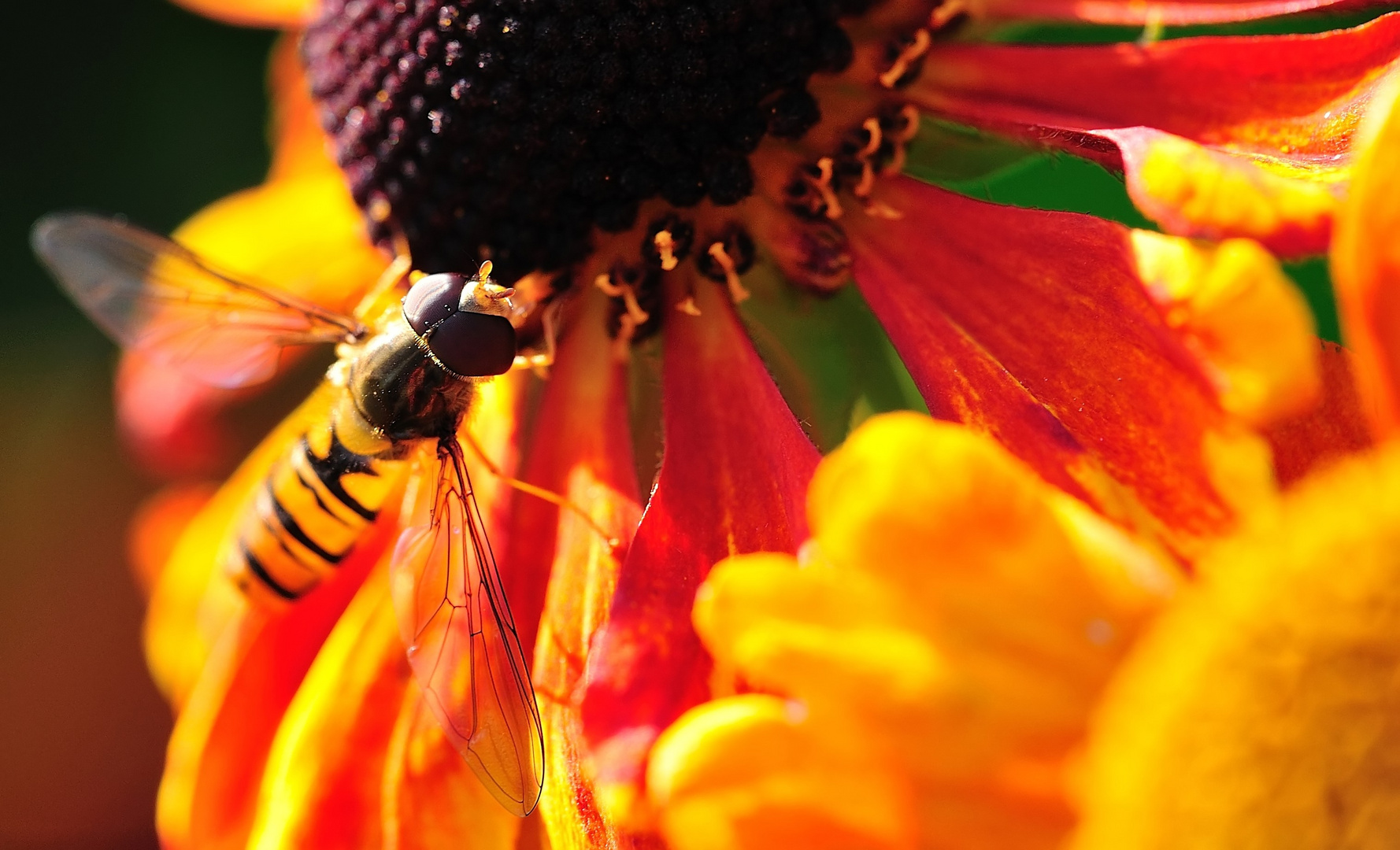 Schwebfliege am Abend