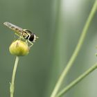 Schwebfliege am Ansitz