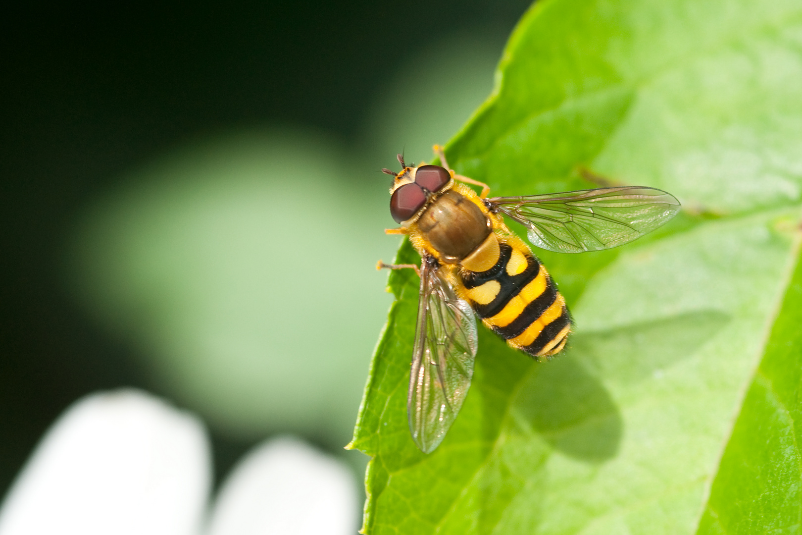 Schwebfliege am Blattrand