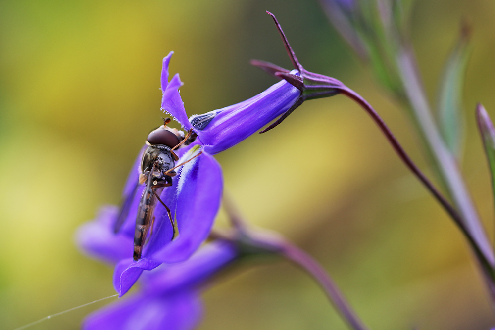 Schwebfliege am Blütenkelch