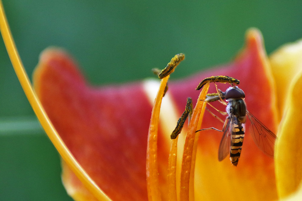 Schwebfliege am Blütenstempel