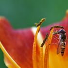 Schwebfliege am Blütenstempel