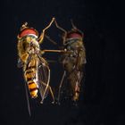 Schwebfliege am Fenster