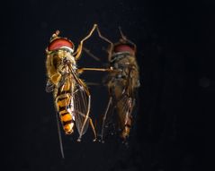 Schwebfliege am Fenster