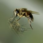 Schwebfliege am Fenster