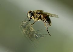 Schwebfliege am Fenster