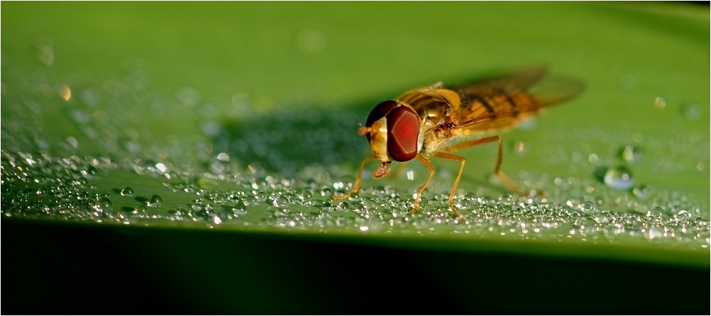 Schwebfliege am frühen Morgen