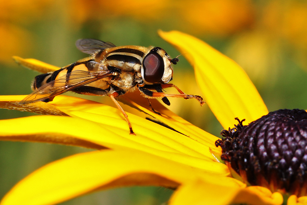 Schwebfliege am gelben Sonnenhut