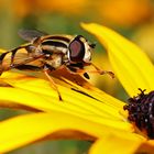 Schwebfliege am gelben Sonnenhut