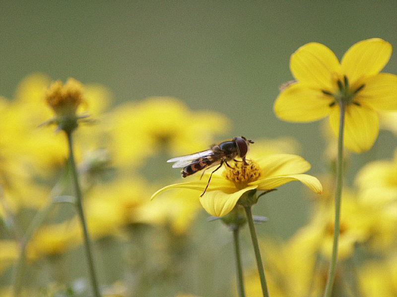 Schwebfliege am Hochzeitstag