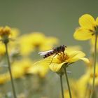 Schwebfliege am Hochzeitstag