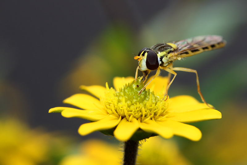 Schwebfliege am Husarenköpfchen