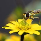 Schwebfliege am Husarenköpfchen