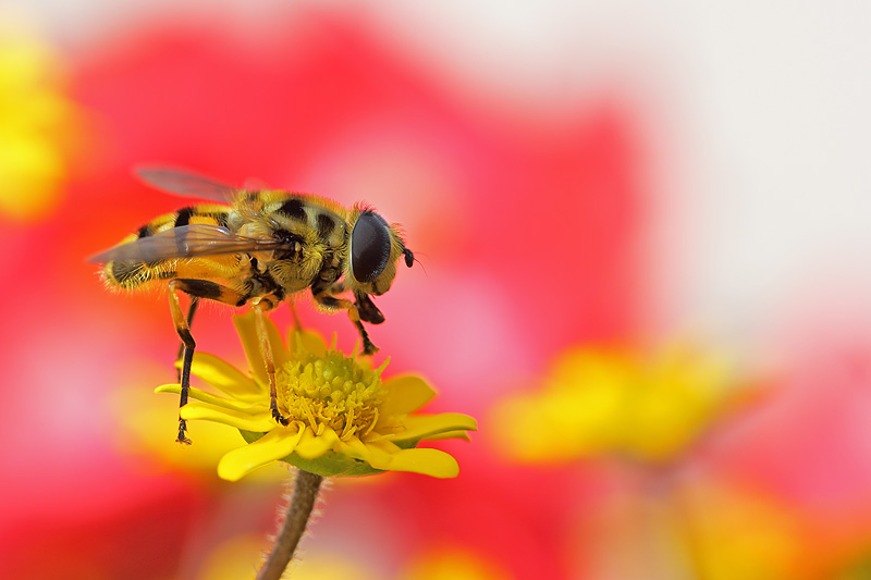 Schwebfliege am Husarenköpfchen