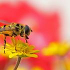 Schwebfliege am Husarenköpfchen