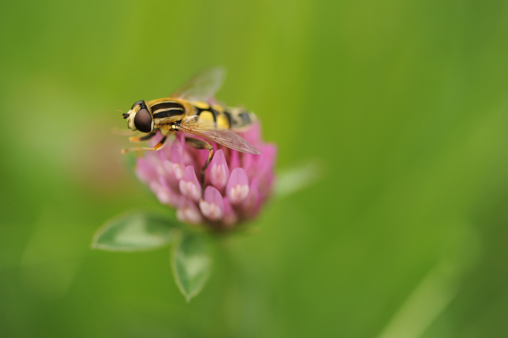 Schwebfliege am Klee