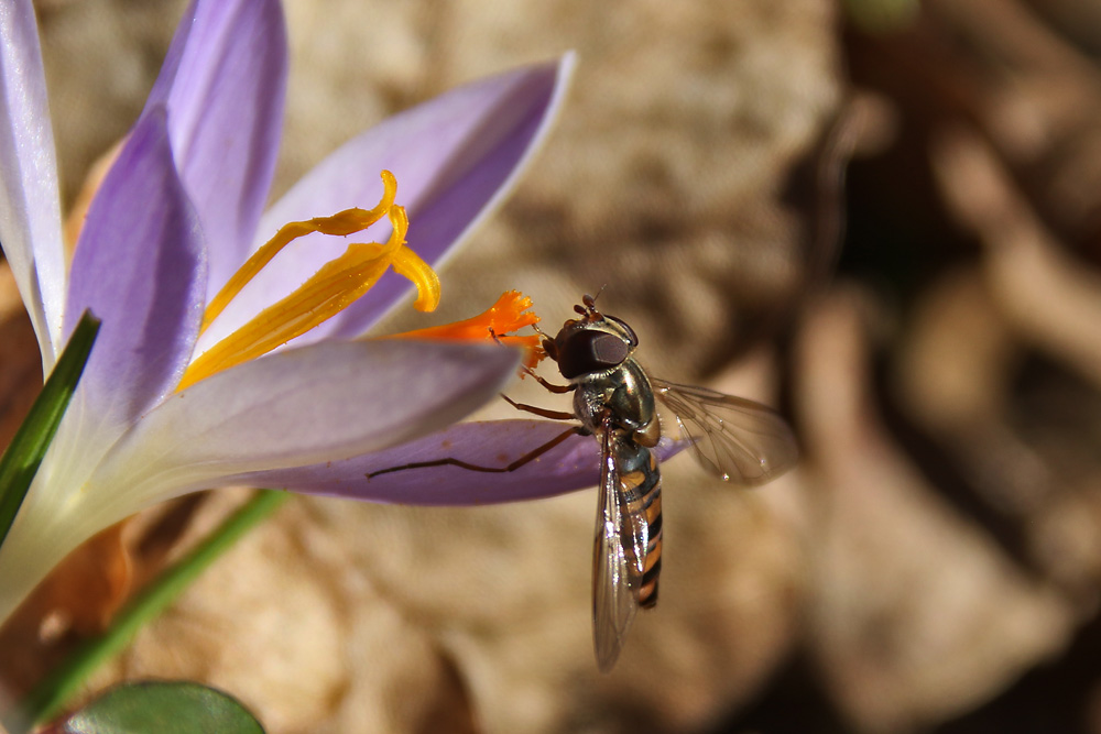 Schwebfliege am Krokus