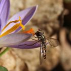 Schwebfliege am Krokus