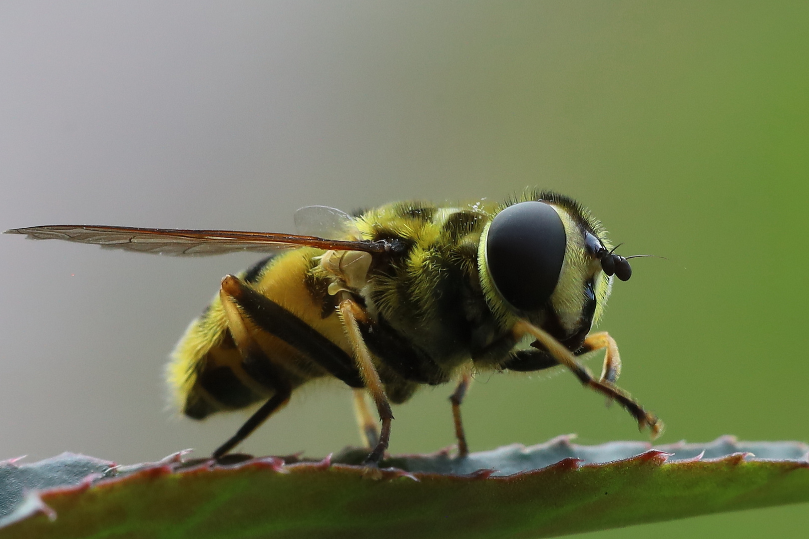 Schwebfliege am Küchenfenster