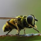 Schwebfliege am Küchenfenster