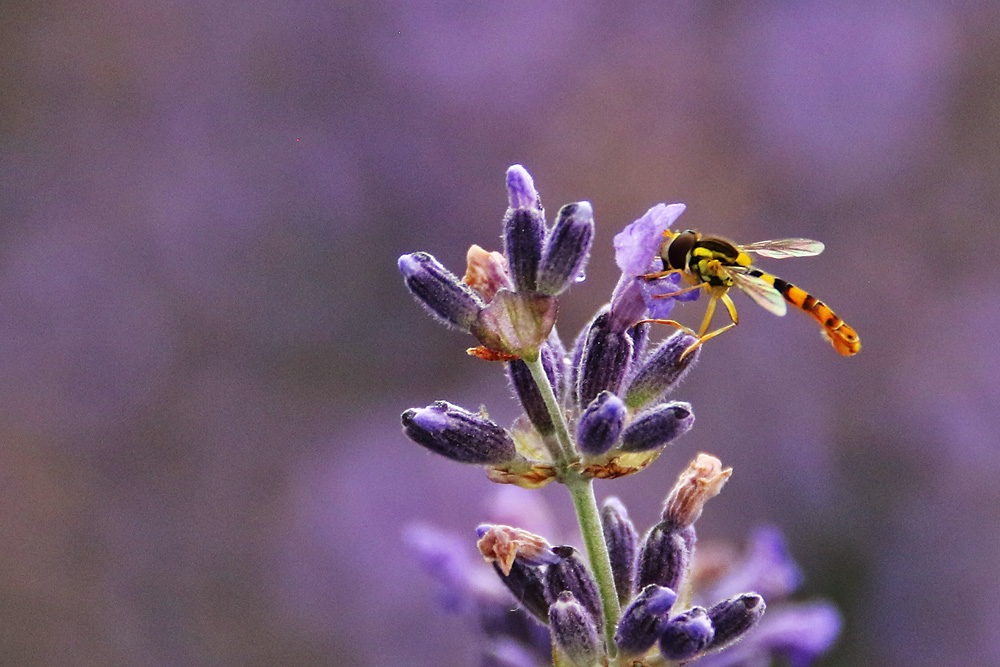 Schwebfliege am Lavendel