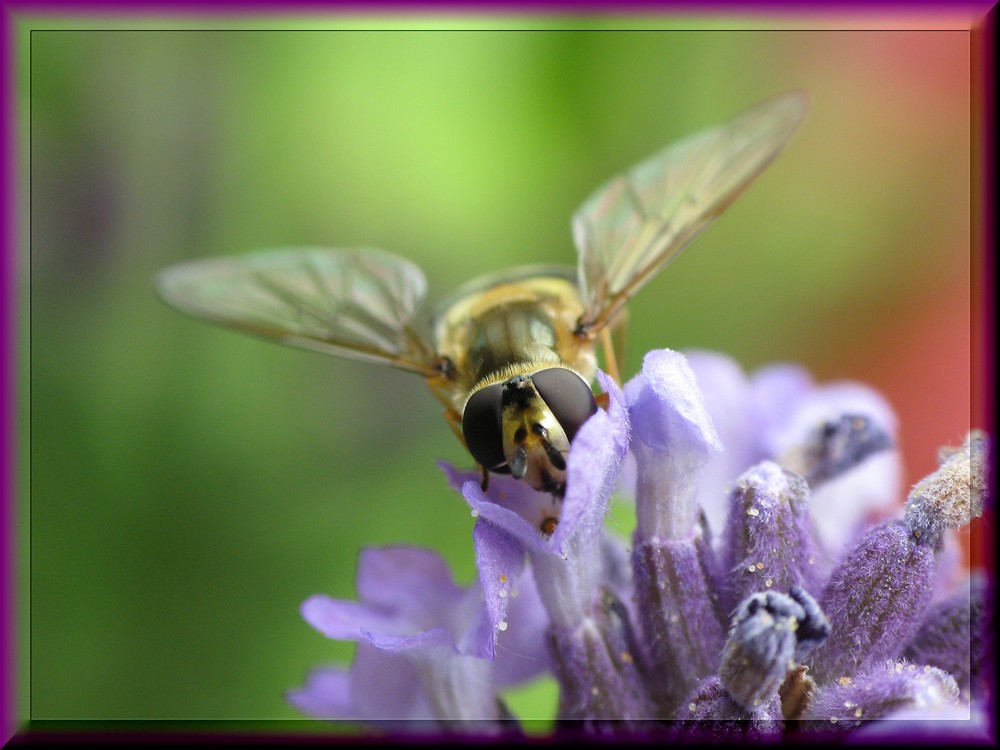 Schwebfliege am Lavendel