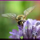 Schwebfliege am Lavendel