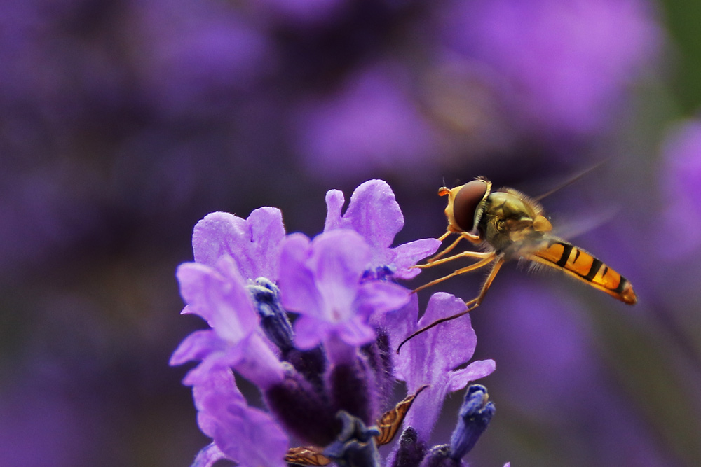 Schwebfliege am Lavendel 