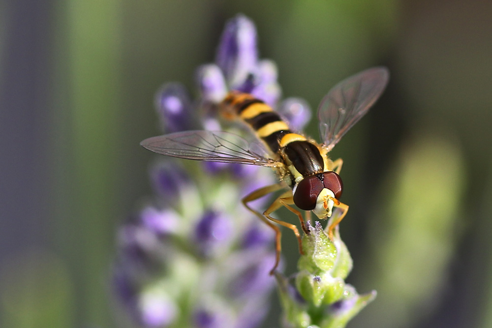 Schwebfliege am Lavendel