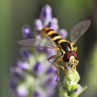 Schwebfliege am Lavendel