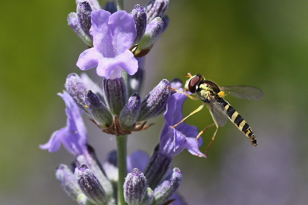 Schwebfliege am Lavendel