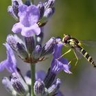 Schwebfliege am Lavendel