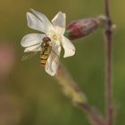 Schwebfliege-am-Morgen3