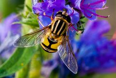 Schwebfliege am Natternkopf