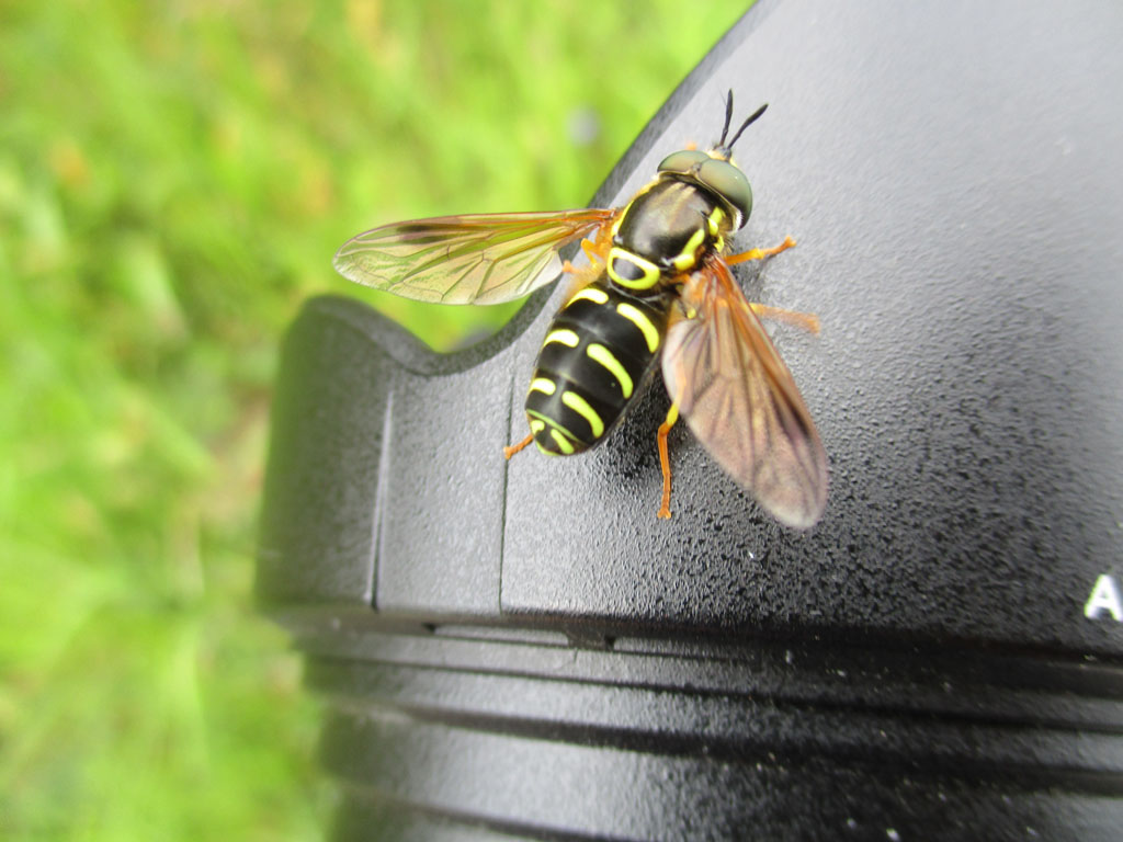  Schwebfliege am Objektiv 