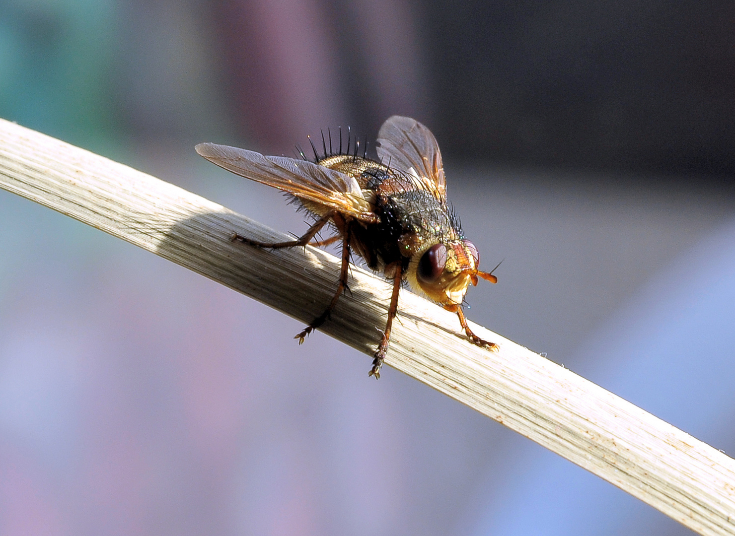 Schwebfliege am Rasthof Kanonenputzerblatt.