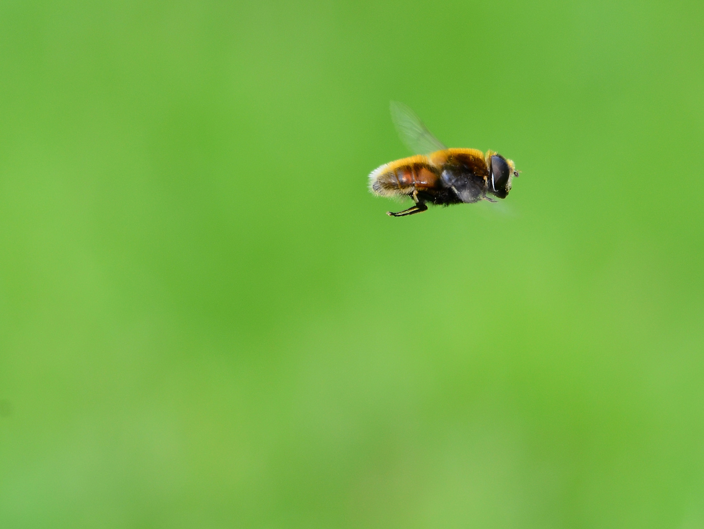 Schwebfliege am schweben #1