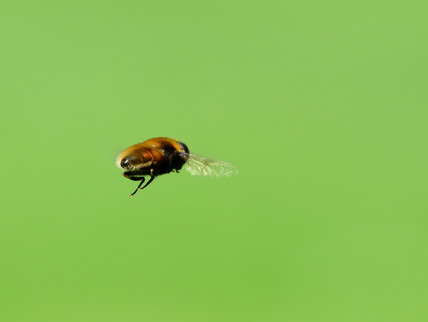 Schwebfliege am schweben #2