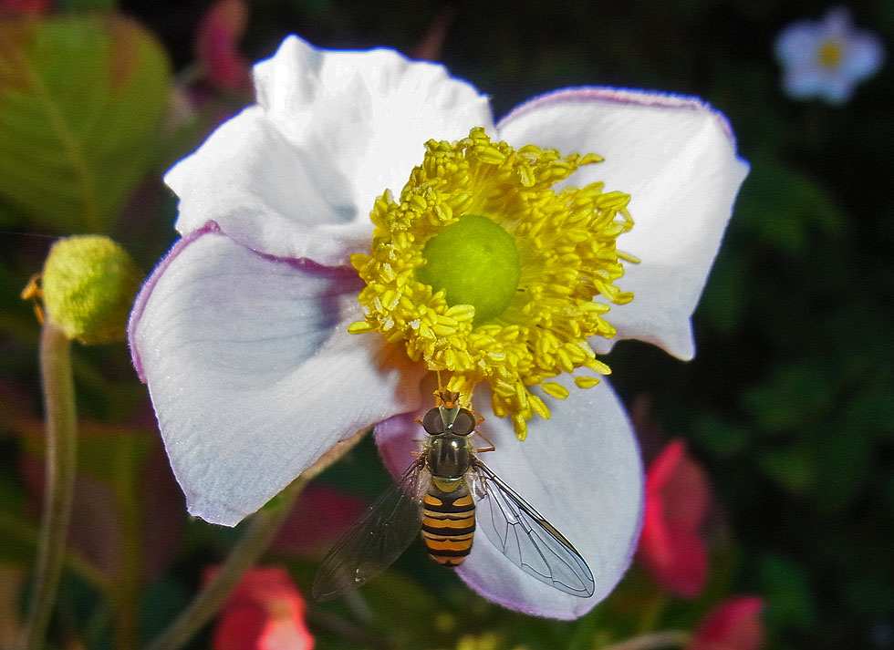 Schwebfliege an Anemone...