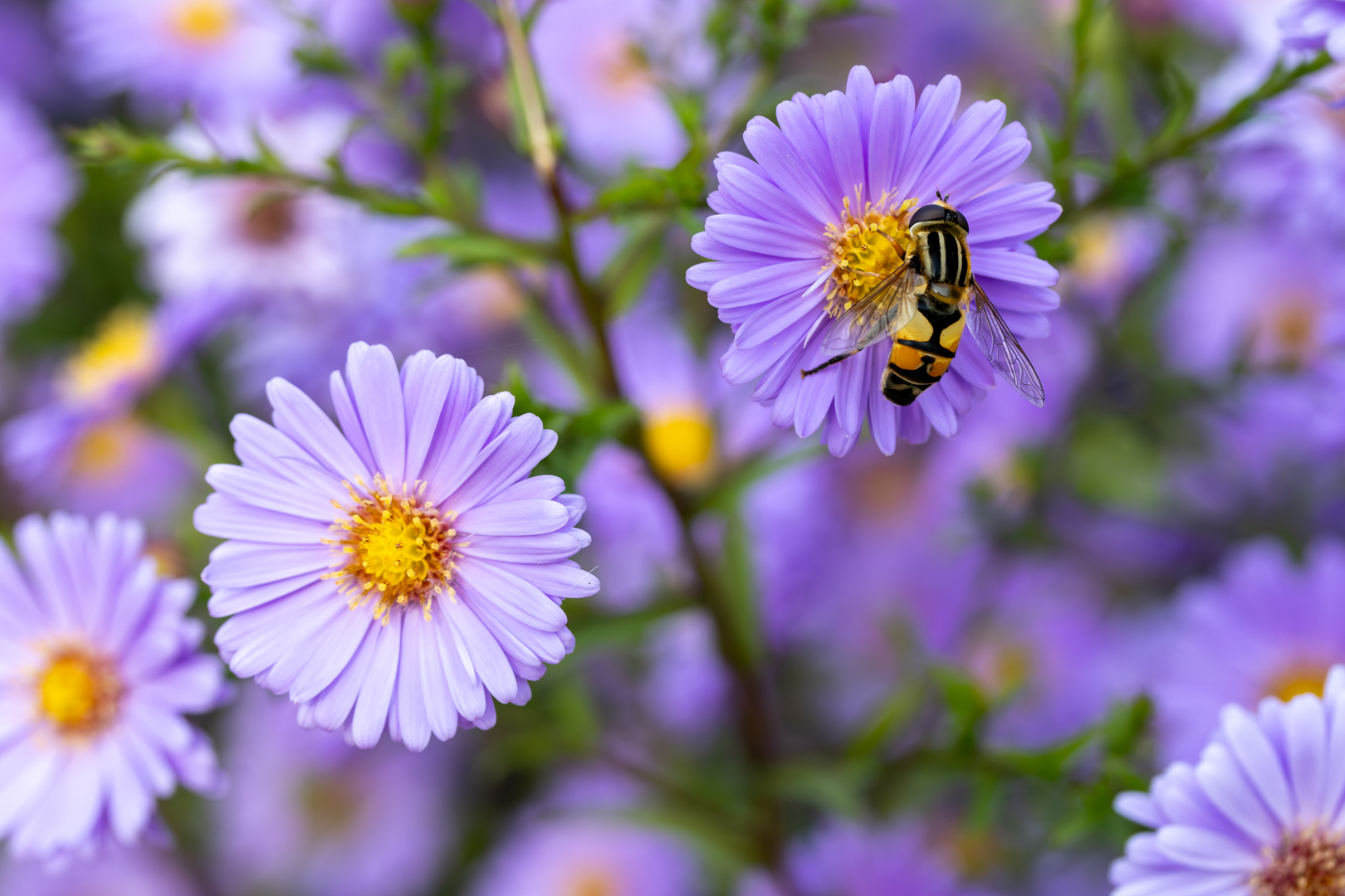 Schwebfliege an Aster