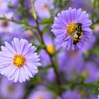 Schwebfliege an Aster