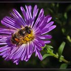 Schwebfliege an Asternblüte