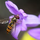 Schwebfliege an blauer Blüte