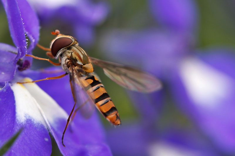 Schwebfliege an blauer Blüte