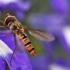 Schwebfliege an blauer Blüte