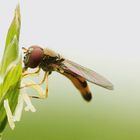 Schwebfliege an Blüte 